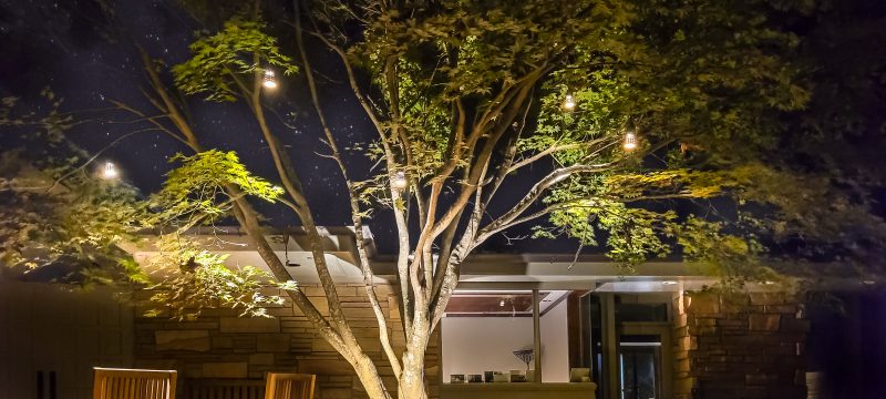 1 UPLT 205724 000183 - The Best Trees to Plant for Privacy & Shade in Atlanta - patio design and installation Atlanta